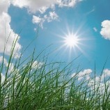 sunny day with grass